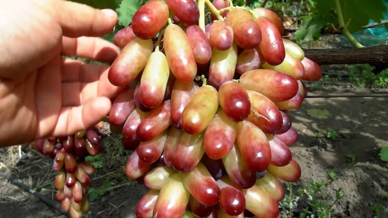 Описание и тонкости выращивания винограда сорта Маникюр фингер