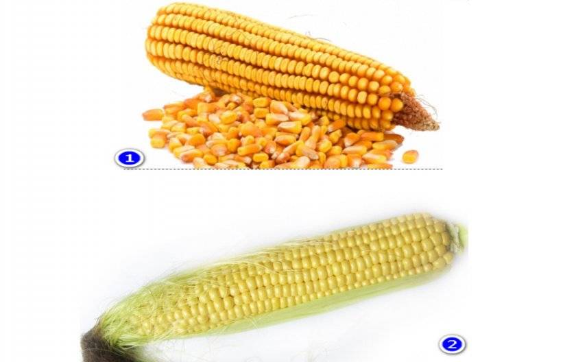 Кормовая кукуруза: 5 лучших сортов для посадки – гарантированный урожай