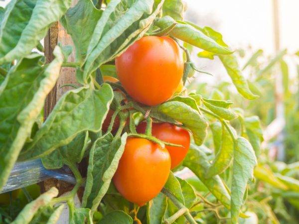 Выращивание томата черный барон