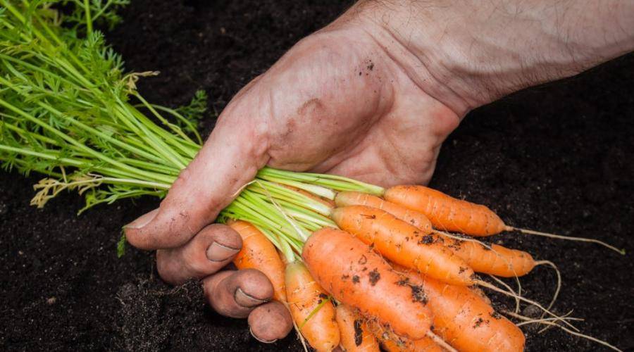 Когда убирать морковь с грядки и как правильно ее хранить
