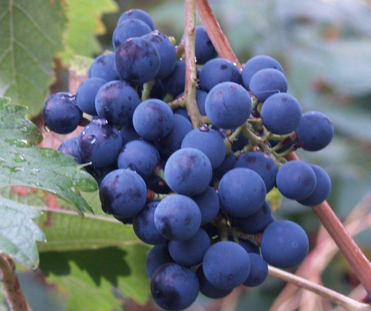 Описание и характеристики винограда сорта Саперави, регион произрастания и уход