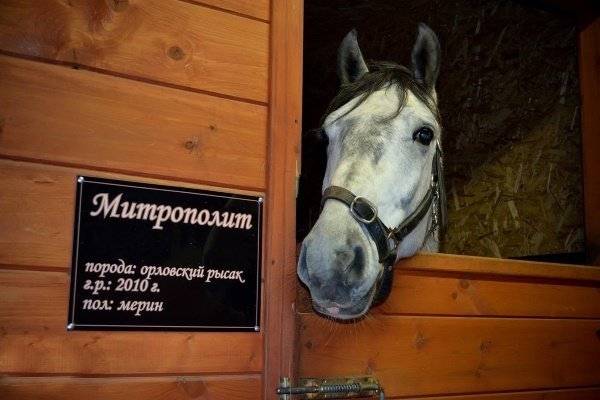 Как назвать лошадь: красивые клички для мальчика и девочки