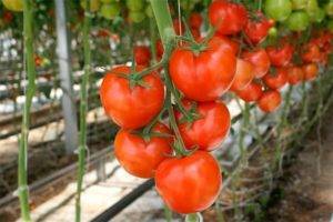 Лучшие сорта помидоров для открытого грунта и теплицы в средней полосе россии