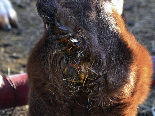 Чем лечить понос у козлят 1 месяц. профилактика и лечение поноса у козлят. методы работы с инфицированными животными