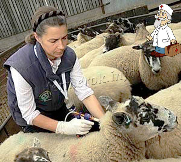 Какие болезни овец существуют