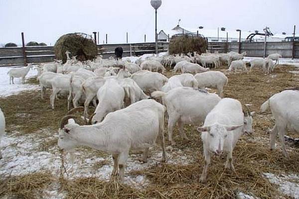 Содержание коз зимой и в холодное время