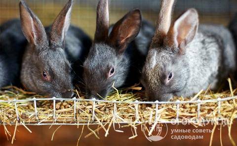 Чем можно кормить кроликов зимой?