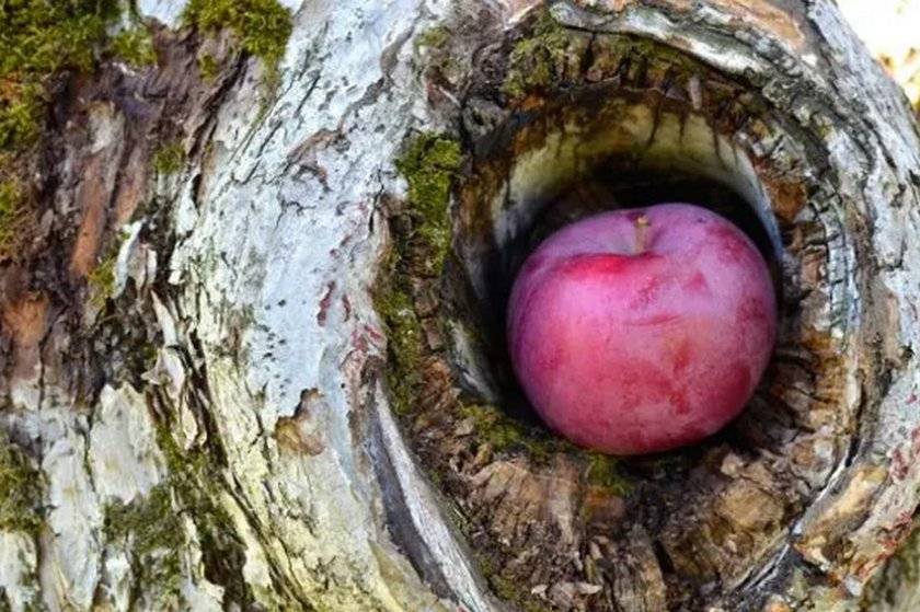Специалисты рассказывают, что делать, когда отслоилась кора на яблоне?