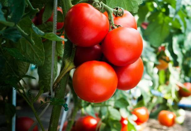 Что можно сажать рядом с помидорами в теплице и открытом грунте