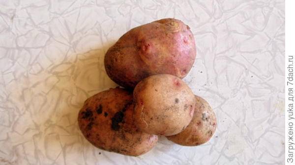 Почему желтеют листья у картофеля снизу: что делать и как лечить