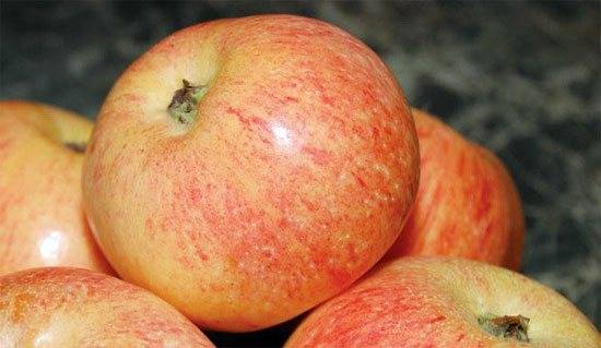 Устойчив к поражению паршой и не боится холода сорт яблони горнист