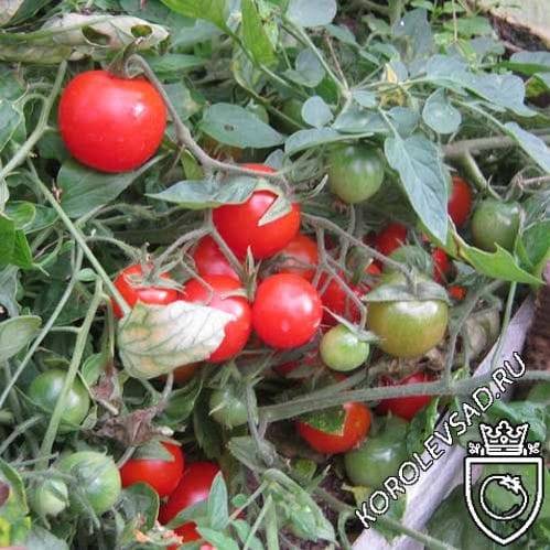 Описание сорта томата райское яблоко, особенности выращивания и ухода