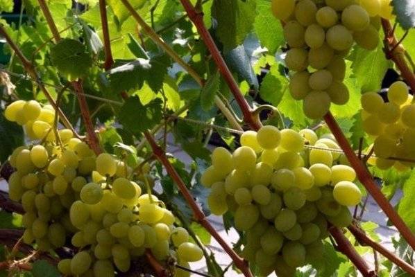 Элитный виноград для северных регионов — сорт «новое столетие»