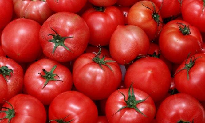 Чем подкормить рассаду помидоров в домашних условиях