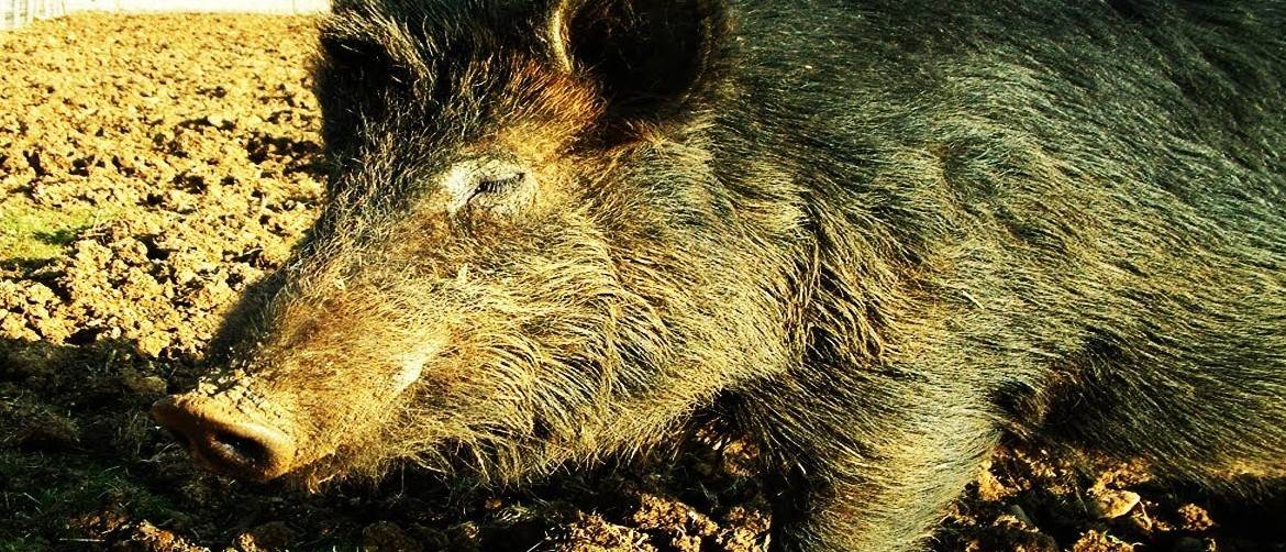 Дюрок – описание мясной породы свиней