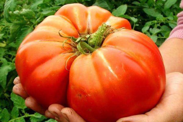 Характеристика и описание сорта томата Уральский гигант, его урожайность