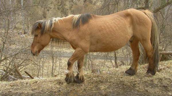 Алтайская лошадь – легенда алтайского края