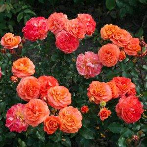 Что такое полиантовые розы и как за ними ухаживать