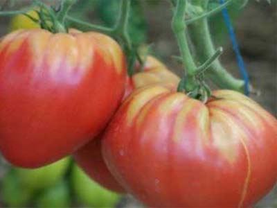 Фото, видео, отзывы, описание, характеристика, урожайность сорта томата «сенсей»
