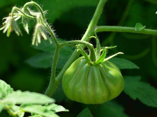 Лотарингская красавица: томат, который удивит соседей и родных