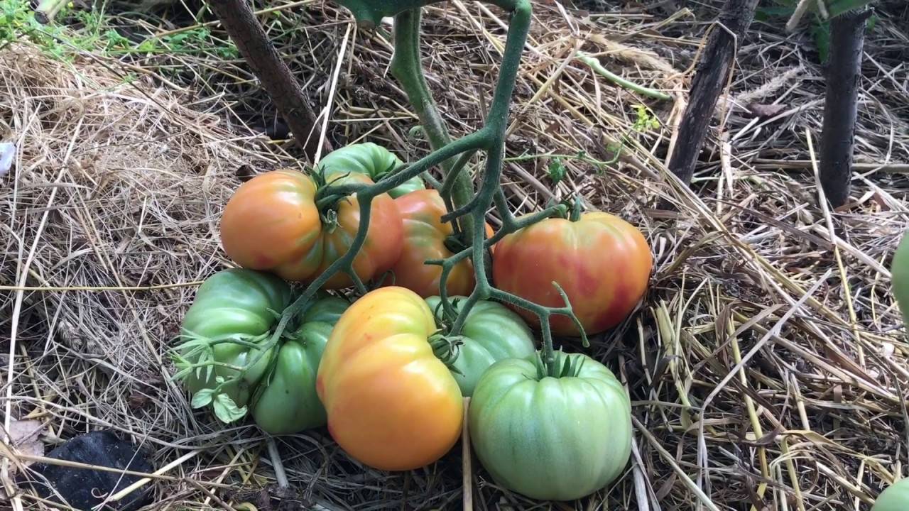 Томат загадка: описание и характеристика сорта помидор, выращивание