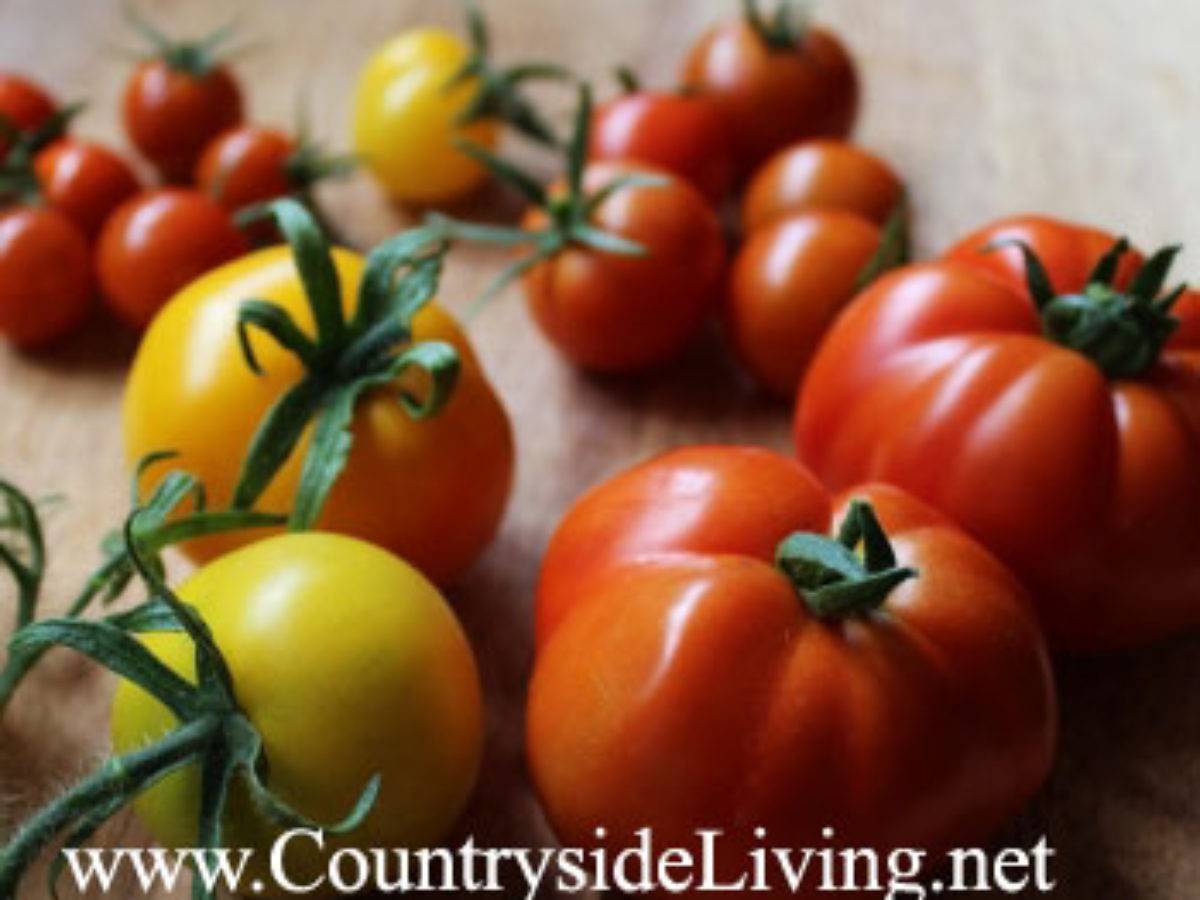 Характеристика и описание сорта томата Мариша, его урожайность