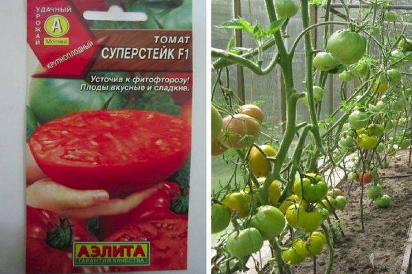 Описание сорта томата Суперстейк и его урожайность и выращивание