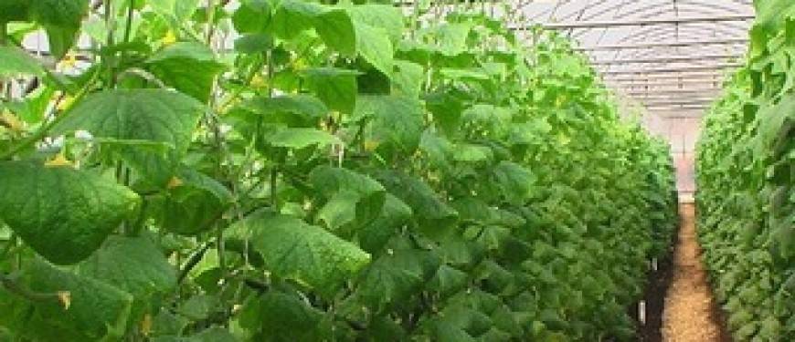 Почему не растут огурцы в теплице: ошибки при выращивании