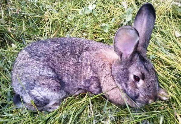 Симптомы и лечение болезней ушей у кроликов в домашних условиях