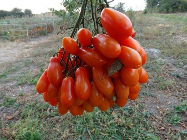 Сортовые особенности томата фляшен