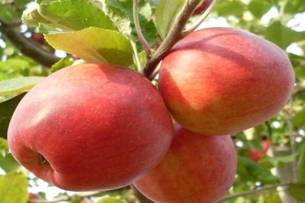 Монилиоз яблони: как бороться с плодовой гнилью