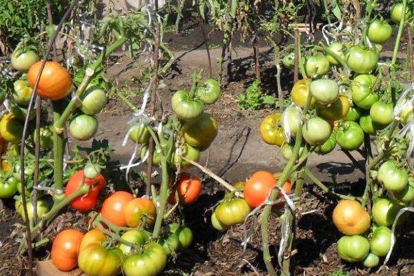 Характеристика и описание сорта томата сто пудов, его урожайность