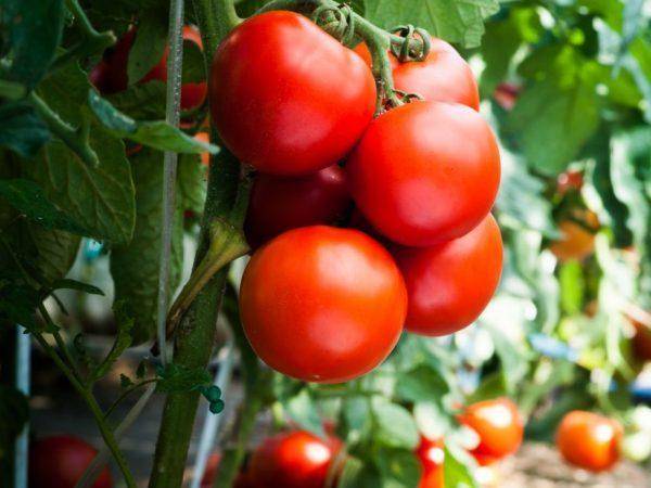 Гибрид томата «аврора f1» — ранние сроки созревания и высокая урожайность