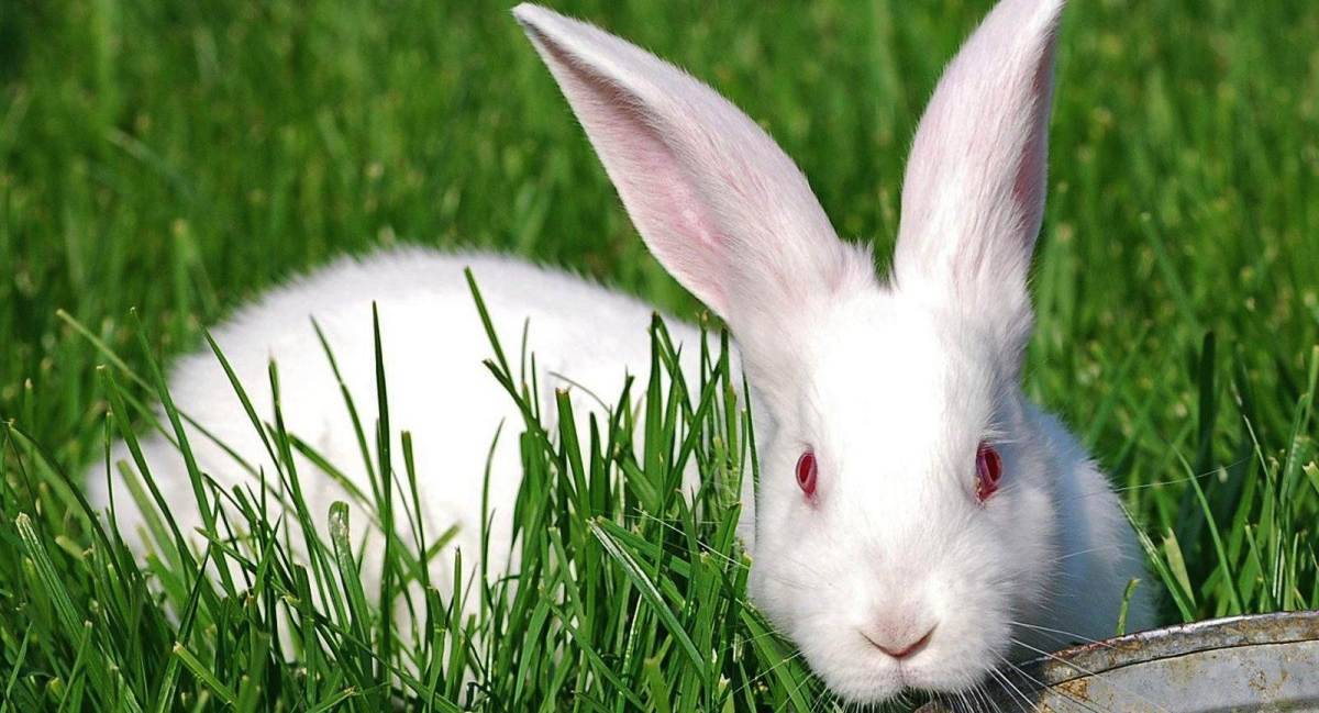 Причины и симптомы запора у кролика, методы лечения и профилактика