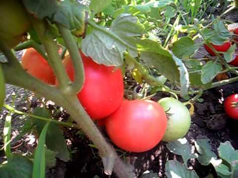 Томат тарпан f1 — описание сорта, отзывы, урожайность
