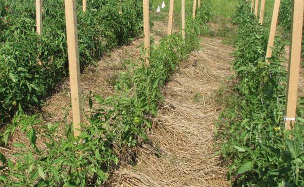 Материалы для мульчирования томатов при выращивании в отрытом грунте и в теплице