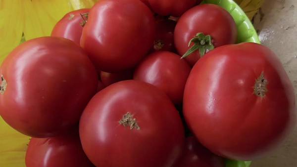 Характеристика и описание сорта томата Бабушкина гордость, его урожайность