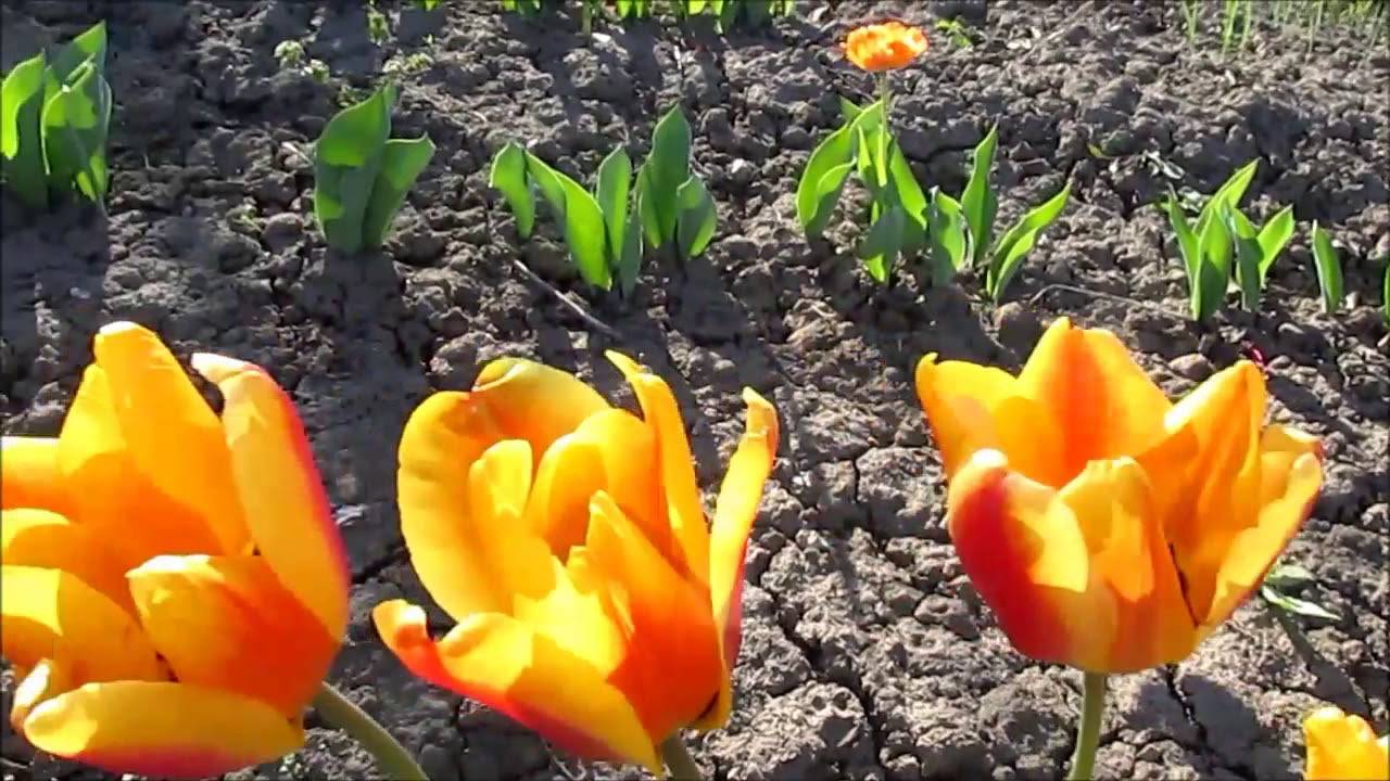 Сорта тюльпанов для выгонки