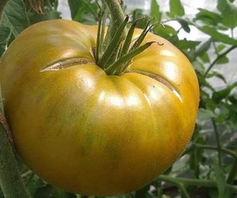 Томат «болото»  отзывы, фото, описание и урожайность сорта зеленых помидор