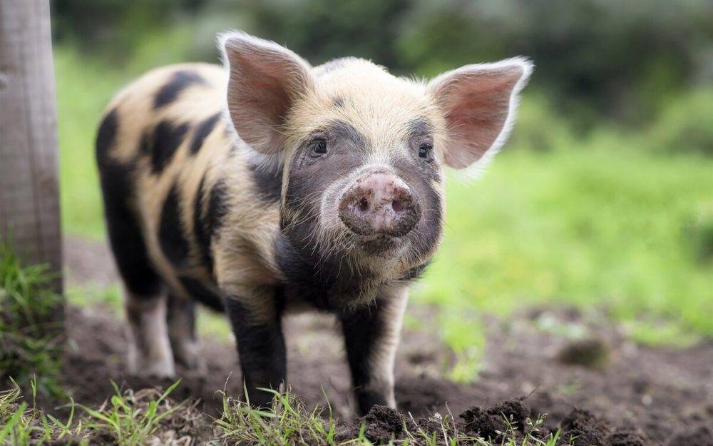 Сколько живут свиньи – факторы, породы