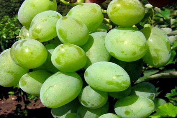 Описание винограда сорта Кокур, правила посадки и выращивания