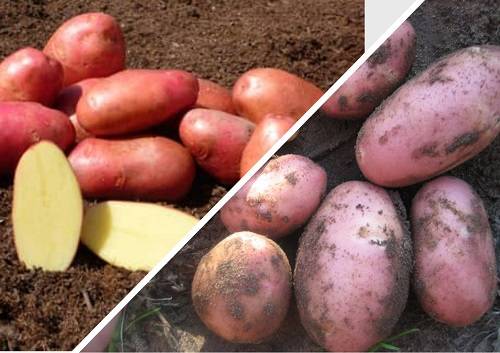 Сорт картофеля «ред скарлет»: особенности выращивания