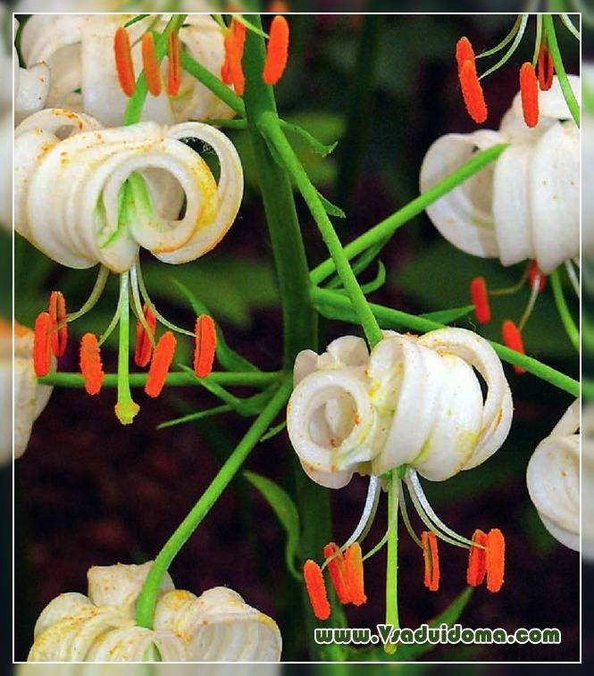 Лилия мартагон: сорта и виды, особенности посадки и ухода, размножение