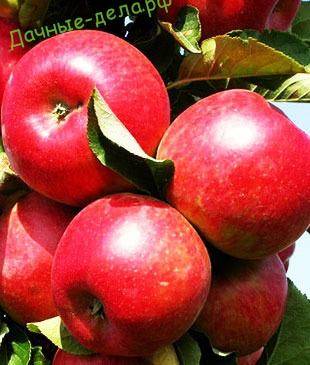 Узнайте, какие яблони лучше посадить на даче