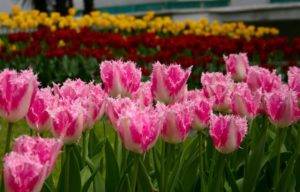 Весенний бал цветов: на «паркете» – тюльпаны махровые!