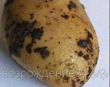 Ризоктониоз картофеля: описание и лечение