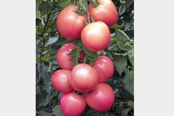 Особенности сорта томата малиновый рай и урожайность