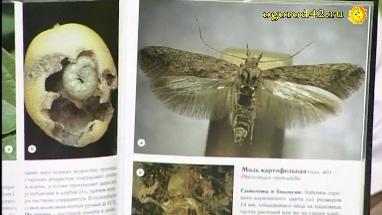 Картофельная моль – меры борьбы на огороде, в погребе при хранении