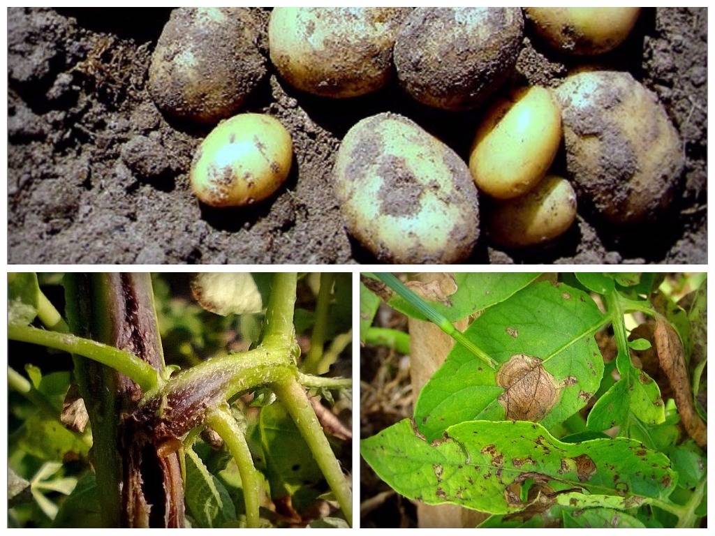 Болезни картофеля: описание и лечение, борьба с ними и фото