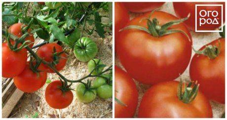 Описание сорта томата Биатлон F1, его характеристика и выращивание